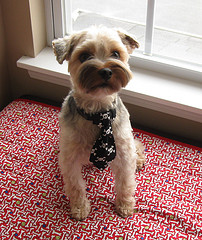 Little Pet Tie Sewing Tutorial